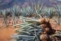 Modernizar la actividad mezcalera