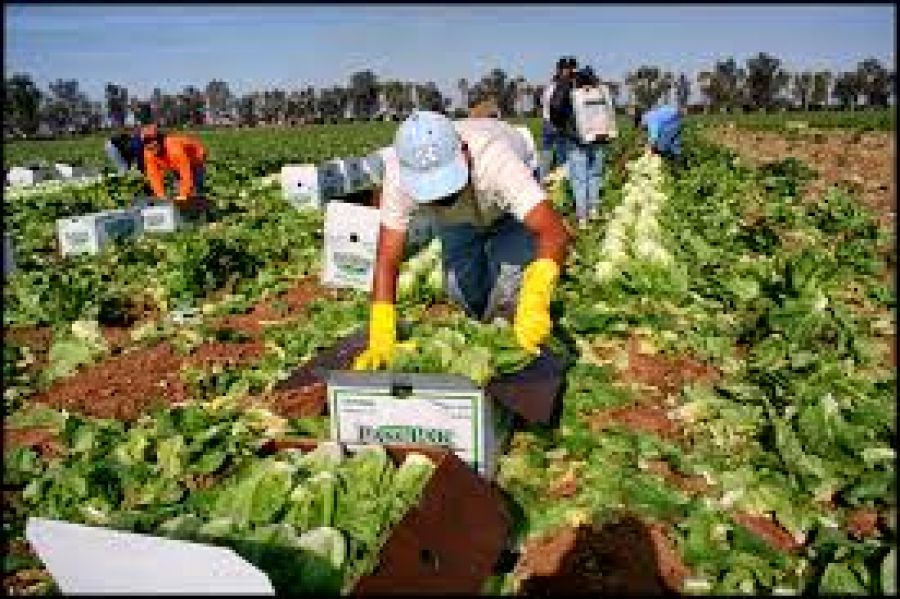 Trabajadores migrantes