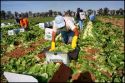Trabajadores migrantes